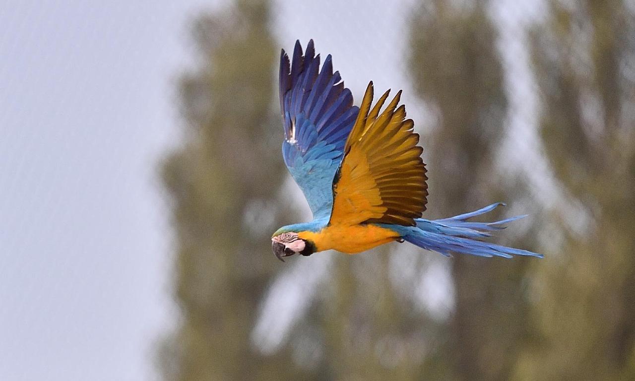Parrot World - Les Lodges Crecy-la-Chapelle Εξωτερικό φωτογραφία