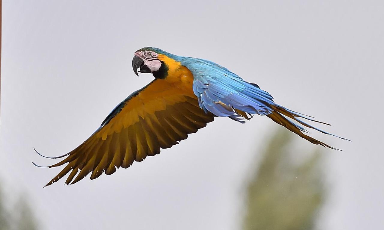 Parrot World - Les Lodges Crecy-la-Chapelle Εξωτερικό φωτογραφία